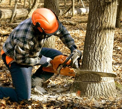 Tree Removal in Bridgeport, MI